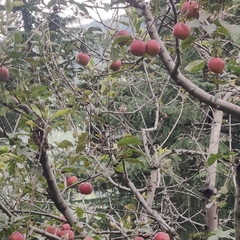 Aegithalos concinnus