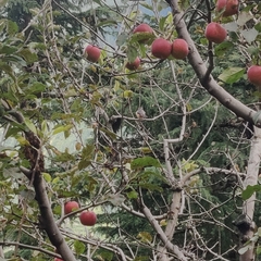 Aegithalos concinnus