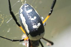 Trichonephila senegalensis annulata