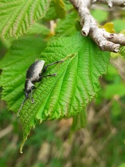 Otiorhynchus vehemens