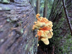 Laetiporus huroniensis