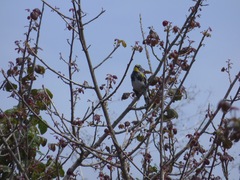 Setophaga coronata