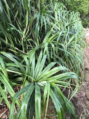 Freycinetia formosana