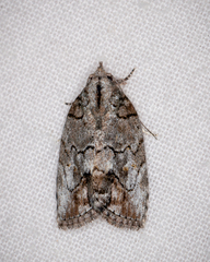 Etanna clopaea