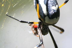 Trichonephila senegalensis annulata