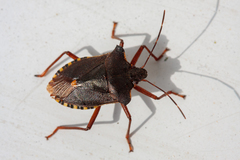 Pentatoma rufipes