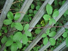 Rubus elegantispinosus