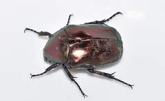 Protaetia angustata