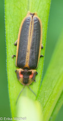 Pyractomena borealis
