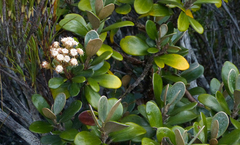 Brachyglottis bidwillii