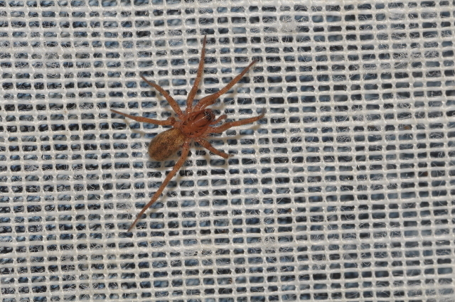 Agroeca proxima