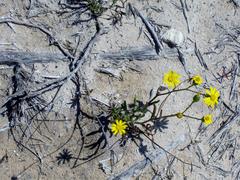 Senecio arniciflorus