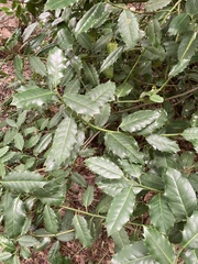 Ilex × altaclerensis