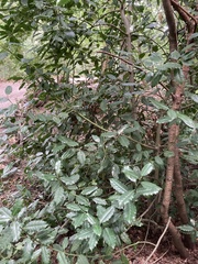 Ilex × altaclerensis