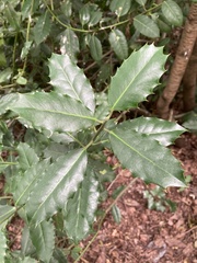 Ilex × altaclerensis