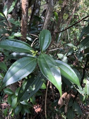 Cinnamomum austrosinense