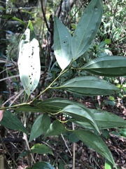 Cinnamomum austrosinense