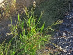Urochloa ramosa