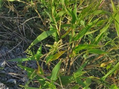 Urochloa ramosa