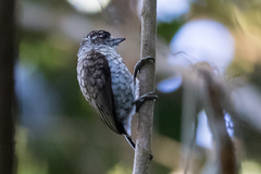 Picumnus squamulatus