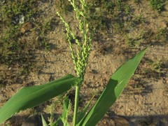 Urochloa ramosa