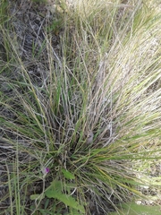 Festuca californica