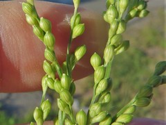 Urochloa ramosa