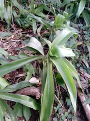 Callisia fragrans