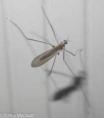 Erioptera