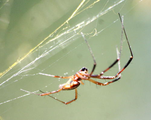 banded-legged golden orb-web spider