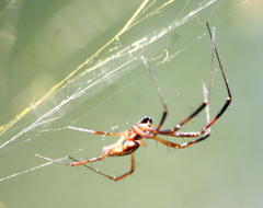 Trichonephila senegalensis annulata