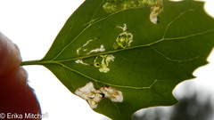 Pegomya