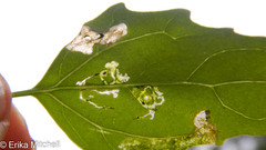 Pegomya