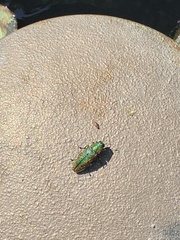 Lamprodila rutilans