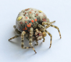 Ordgarius magnificus