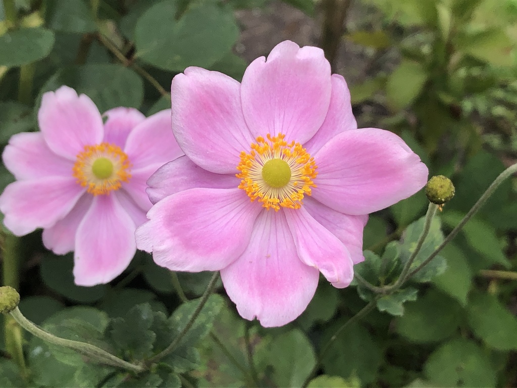 Japanese Anemone