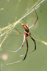 Trichonephila senegalensis annulata
