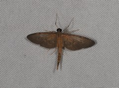 Hymenoptychis sordida