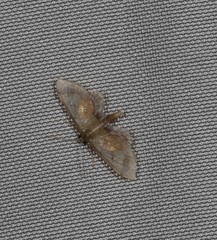 Idaea trypheropa