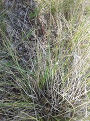 Festuca californica