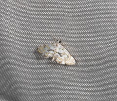 Parapoynx polydectalis