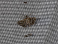 Sameodes iolealis