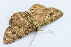 Ectropis bispinaria