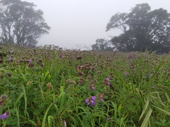 Strobilanthes sessilis