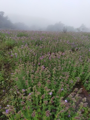 Strobilanthes sessilis