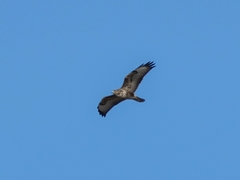 Buteo buteo