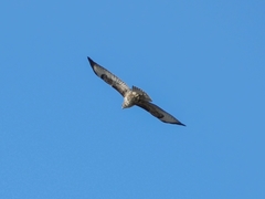 Buteo buteo
