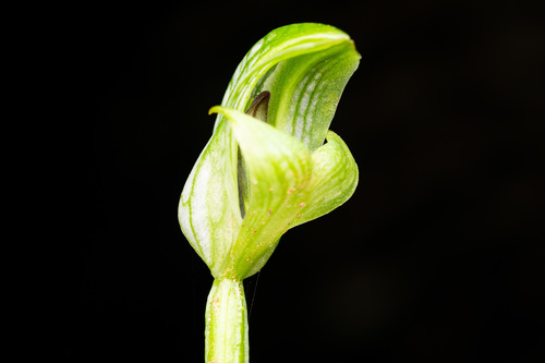 Pterostylis bureaviana observed 2021-07-25