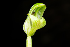 Pterostylis bureaviana