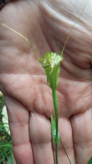 Pterostylis obtusa